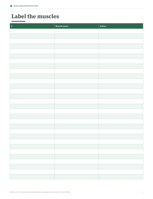 Preview of Printable Muscular System Diagram Worksheet